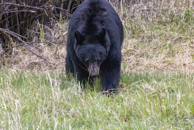 Mother Black Bear May 2025